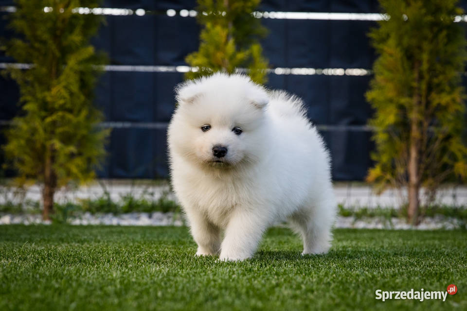 Samoyed ZKwPFci Brodowo sprzedam