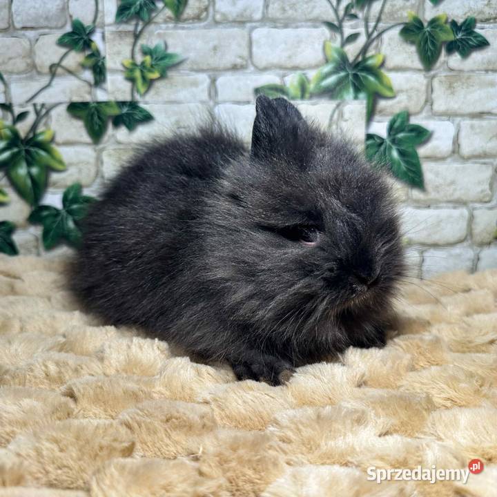 Króliczki miniaturki Karzełki Teddy Wrocław