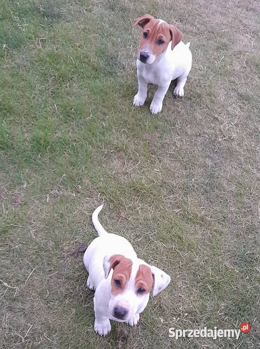 Jack Russell Terrier gotowe do odbiuru Zwoleń