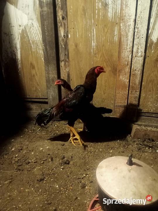 Kury ozdobne bojówce shamo Brusy