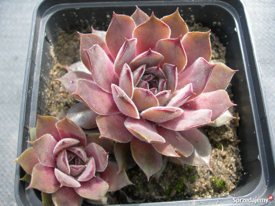 ROJNIKI Sempervivum 40 Odmian Toporów sprzedam