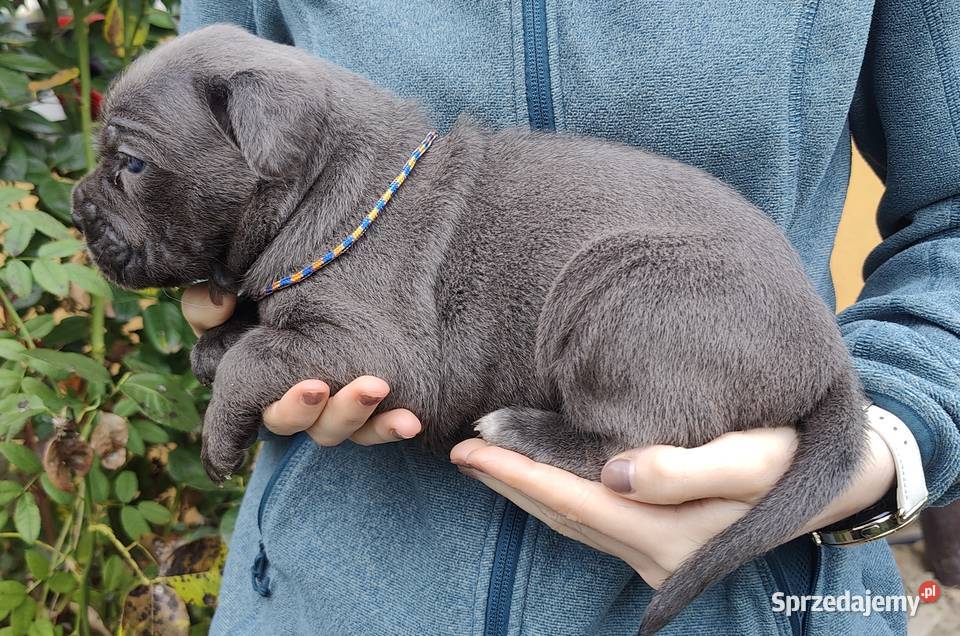 Cane Corso FCI Nowojewo sprzedam