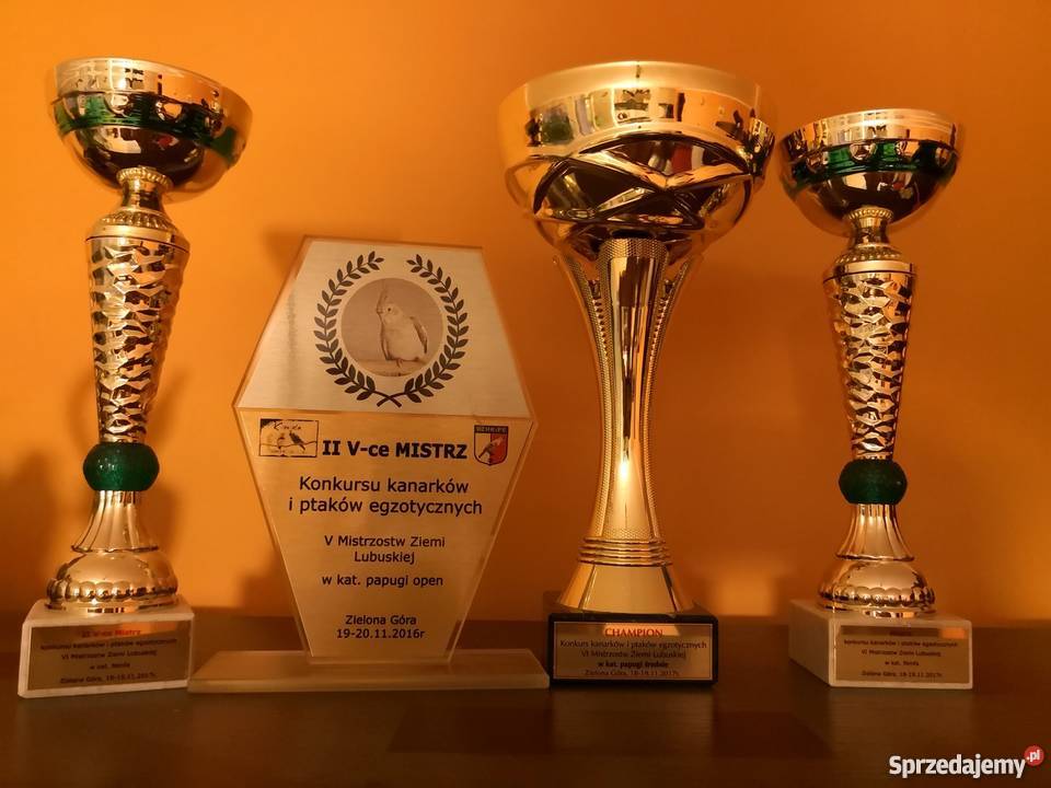 Młode papugi nimfy z 2018r