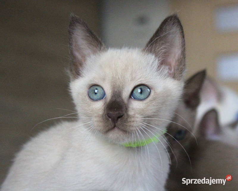 Kocięta tonkijskie kot tonkijski hodowla Zona kujawsko-pomorskie Grudziądz