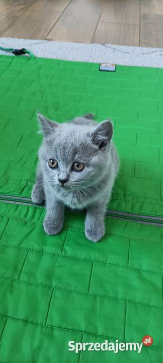 Kotek Brytyjski krótkowłosy niebieski Lalka mazowieckie Brwinów