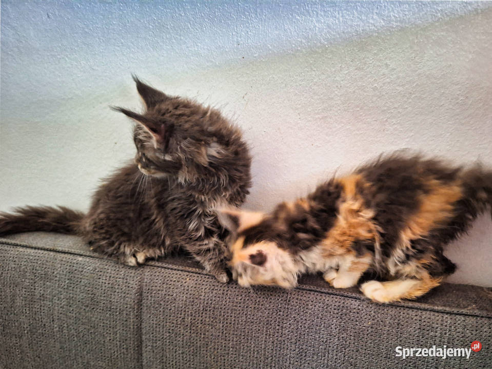 KOTY MAINE COON HODOWLANE Szczecin