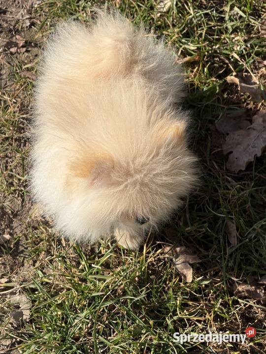 Szpic miniaturowy pomeranian dziewczynka Szpic miniaturowy Poniszowice sprzedam