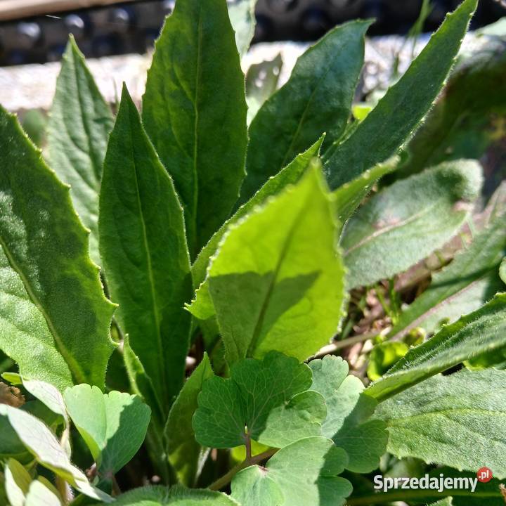 Wieczornik damski bylina do ogrodu pachnie Nowy Sącz