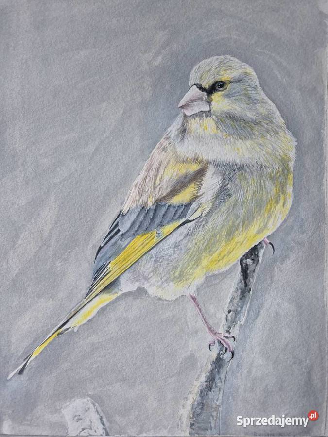 Dzwoniec ptak polski w akwareli artysty na Brzesko