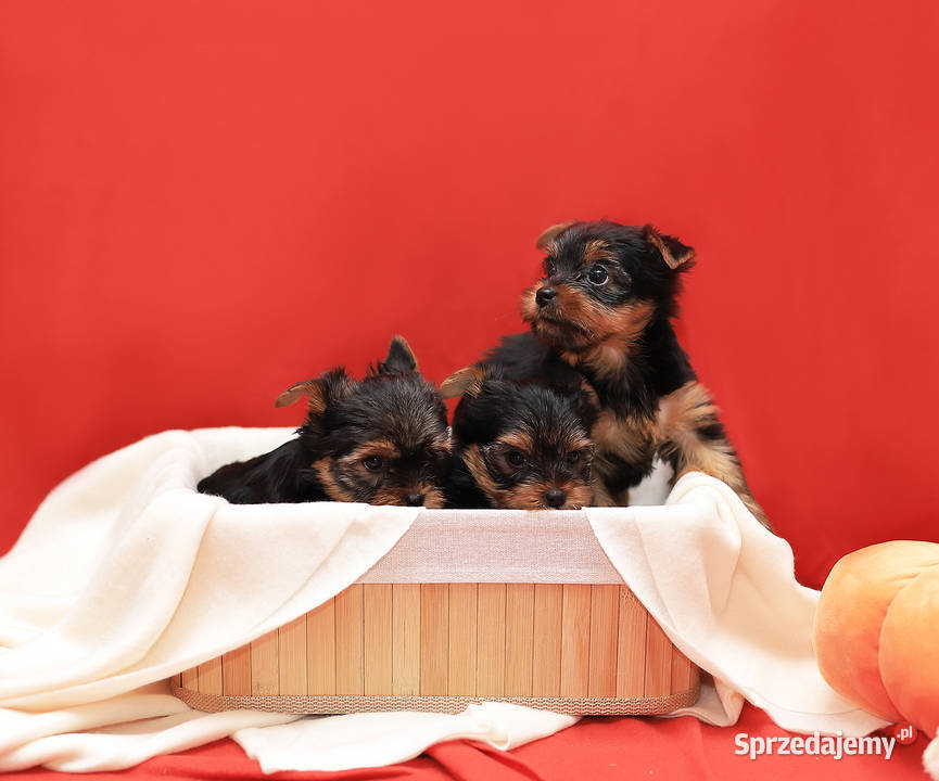 Alutka i siostry Yorkshire Terrier Oława