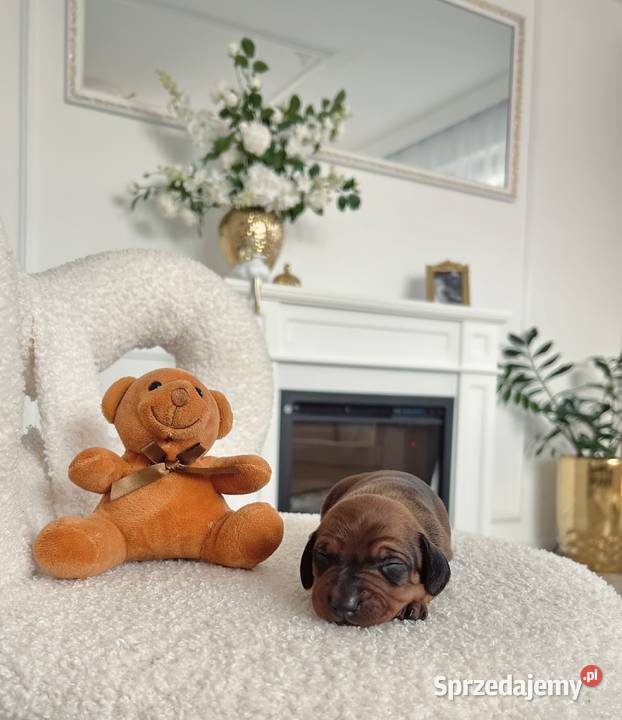 Jamniczki miniaturki rudeczekoladowe Kraków