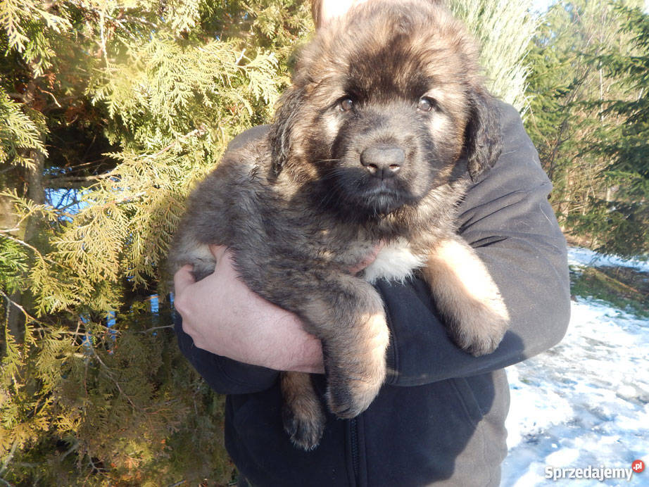 Leonberger wielkopolskie Kwilcz