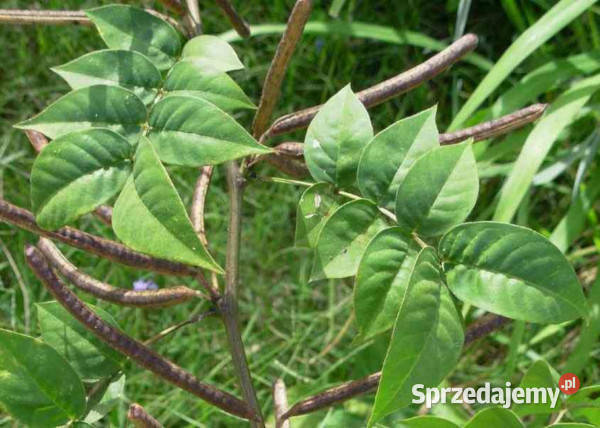 CASSIA OCCIDENTALIS Cassia occidentalis NASIONA Lubanie