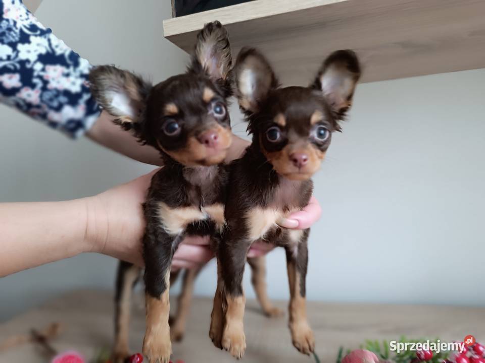 Rosyjski Toy z dokumentami FCI