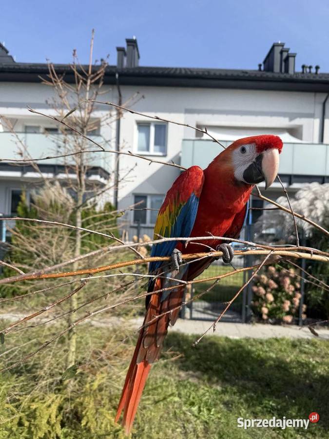 Ara macao samiec klatka Montana Sulejówek