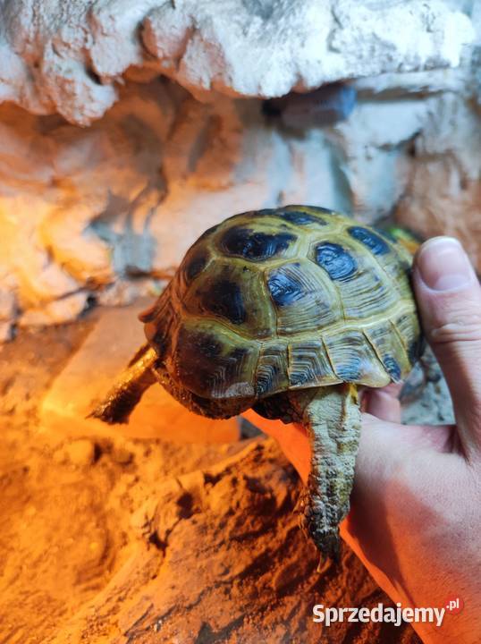 Żółw stepowy z terrarium Częstochowa