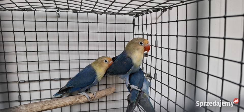 Nierozłączki Ptaki Zakliczyn