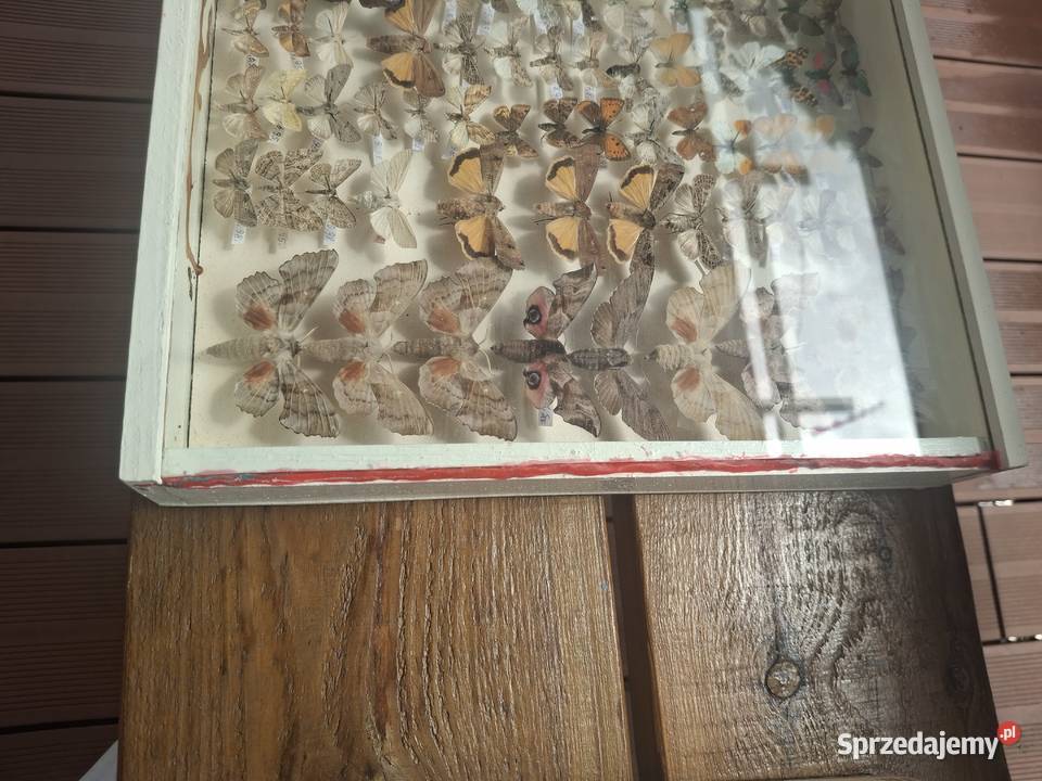 Ramka vintage gablotka z motylami Antyki, Sztuka, Kolekcje