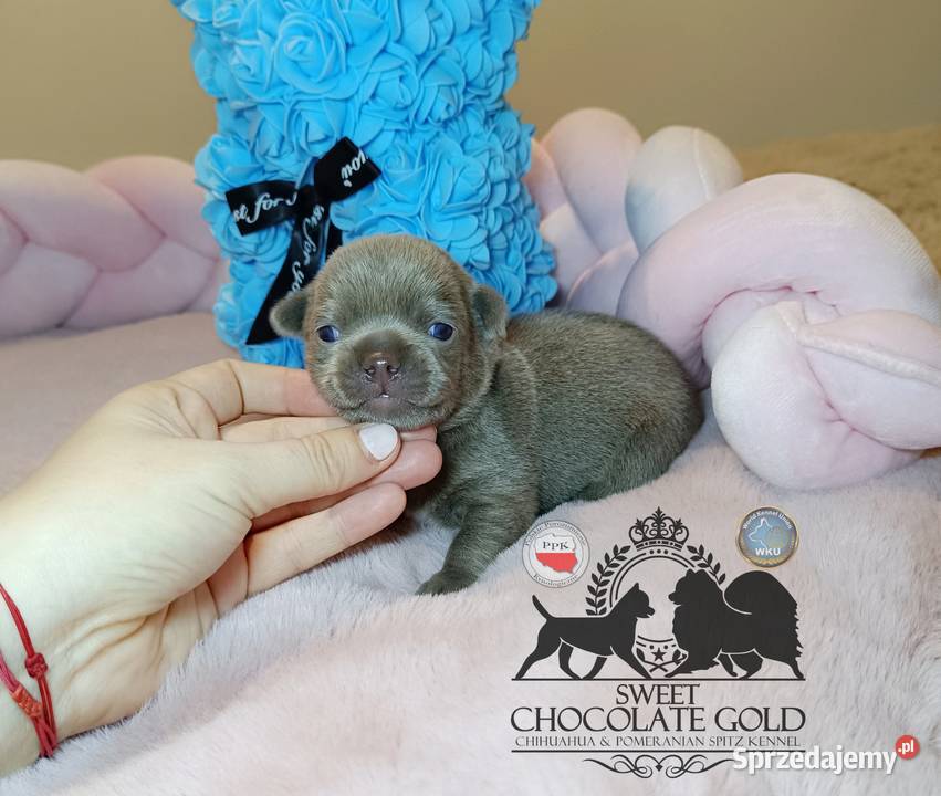 Chihuahua piesek liliowy krótkowłosy piękny Warszawa sprzedam