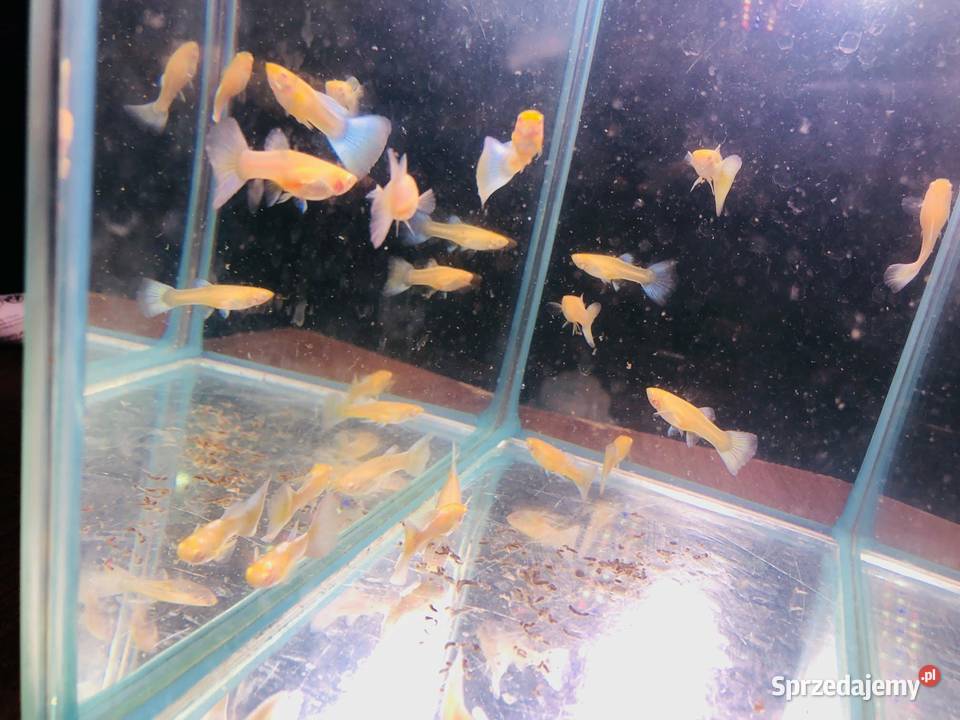 Gupik Topaz Blue Justynów sprzedam