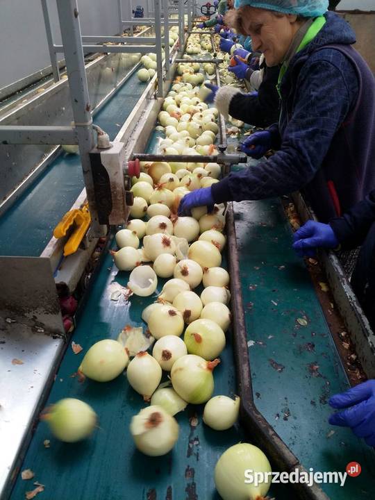 Obieraczka cebuli Empro nieuszkodzony Środa Wielkopolska