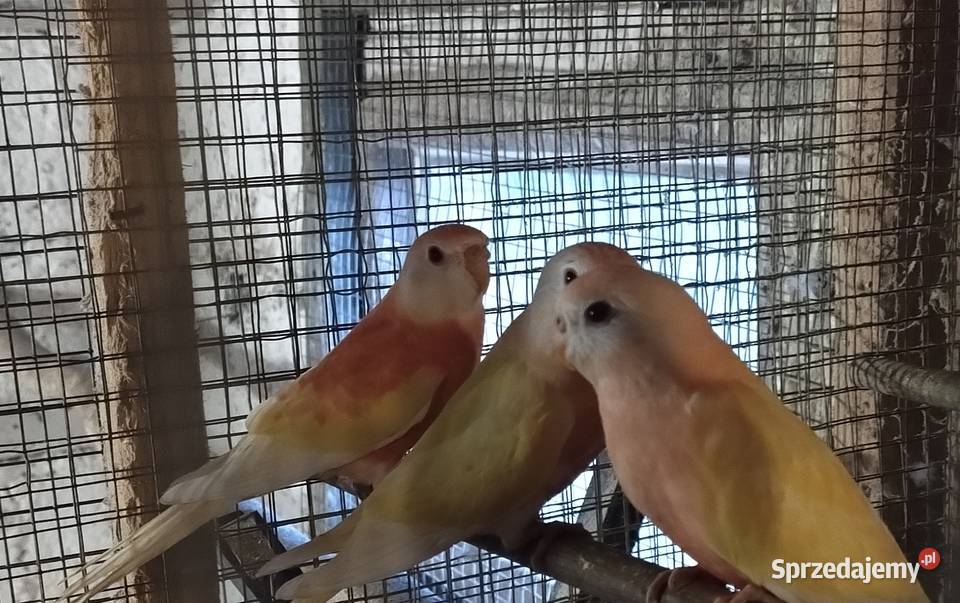 Papugi swiergoty Wodzisław Śląski