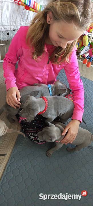 Thai Ridgeback Dog szczenięta Tarnów