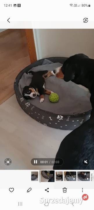 Entlebucher szczeniaczek 25 miesięczna suczka Łódź