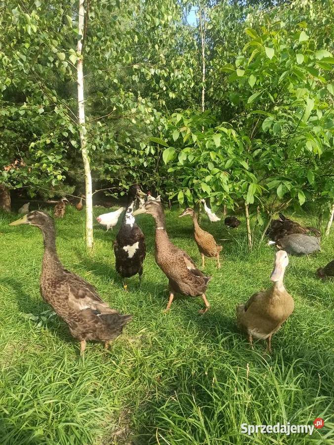 Jaja lęgowe biegusa biegus indyjski Krasnystaw