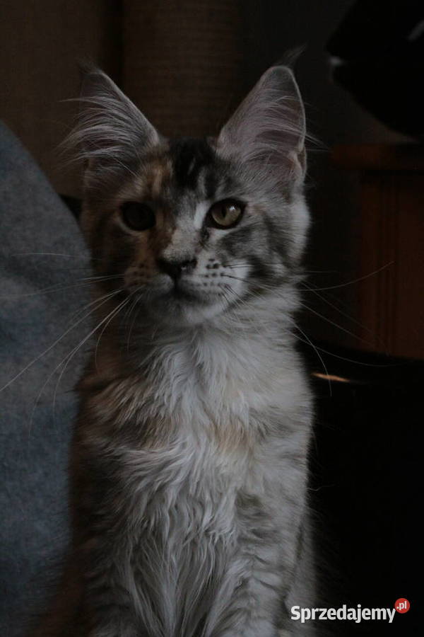 Super Kocięta Maine coon sprzedam Komornica sprzedam