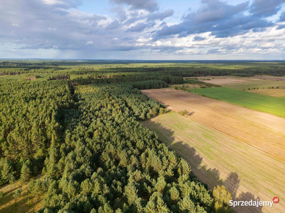 Działka rolna Jędrzejewo gm Czarnków Sprzedaż