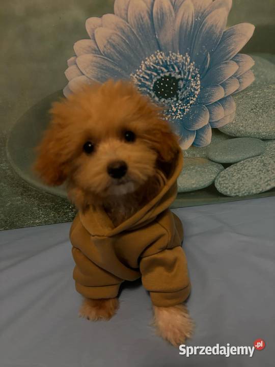 Maltipoo chłopiec f1 Ełk