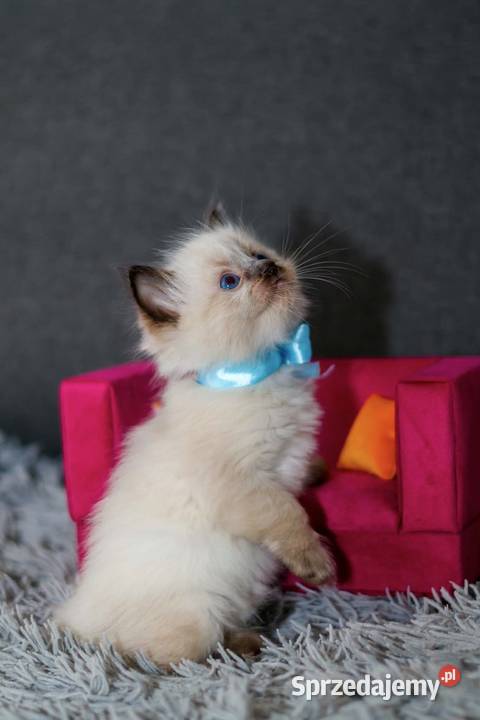 Ragdoll ragdollowe ostatni kocurek łódzkie Piorunówek
