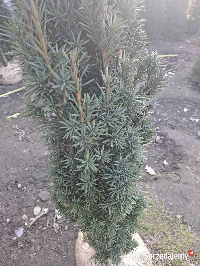 Cis Kkolumnowy Fastigiata Robusta Mszczonów sprzedam