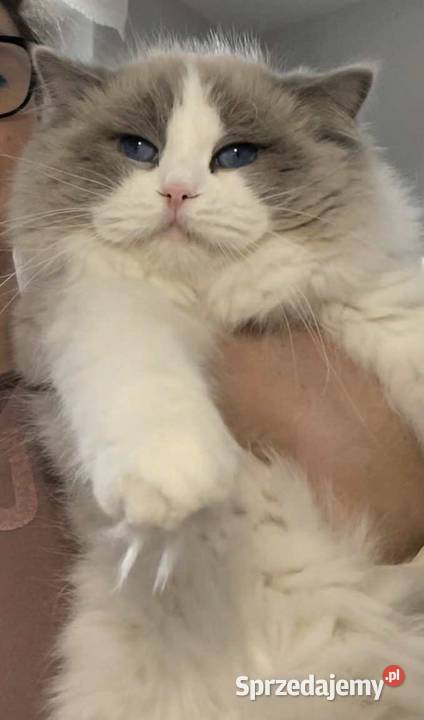 Ozzy Ragdoll Malbork