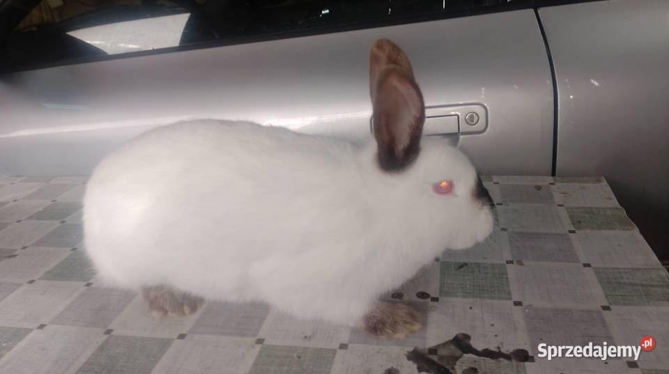 Samica Kalifornia zakocona wykot 020326 świętokrzyskie Czarzyzna