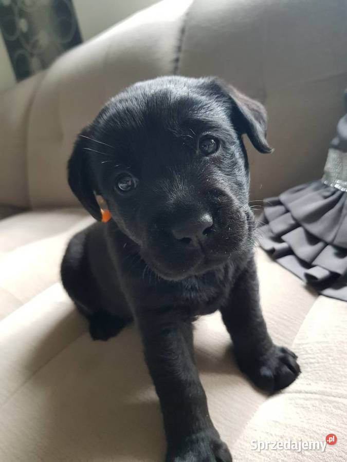Labrador retriver FCI Labrador Kobylno