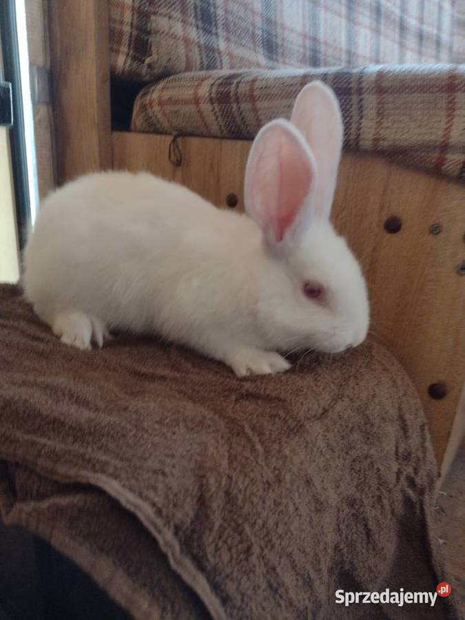 termondzkie białe Łomża sprzedam