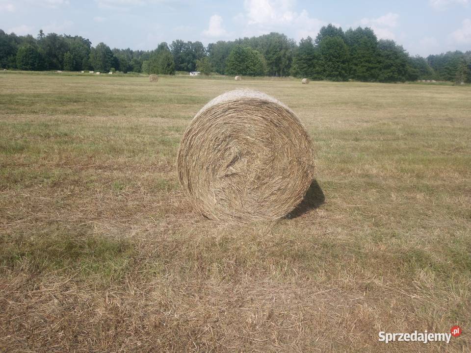 Siano sprzedam Bierdzany sprzedam