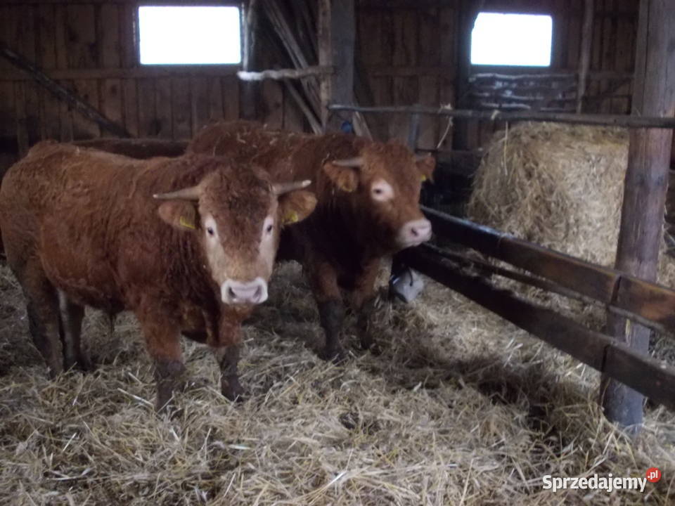 Byki 100 limousine Gołdap