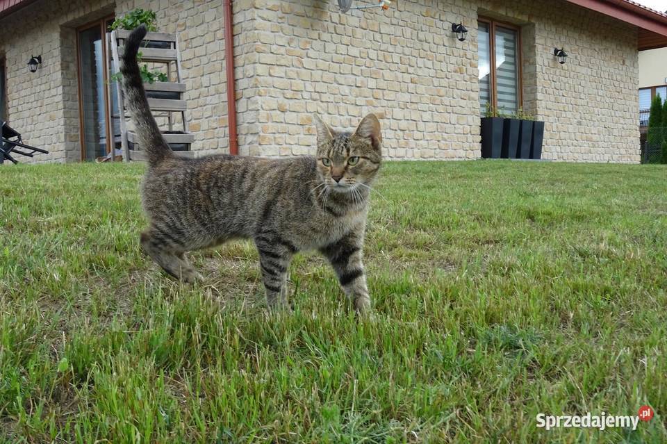 producent płytek kamienia dekoracyjnego Budownictwo i akcesoria Radomsko