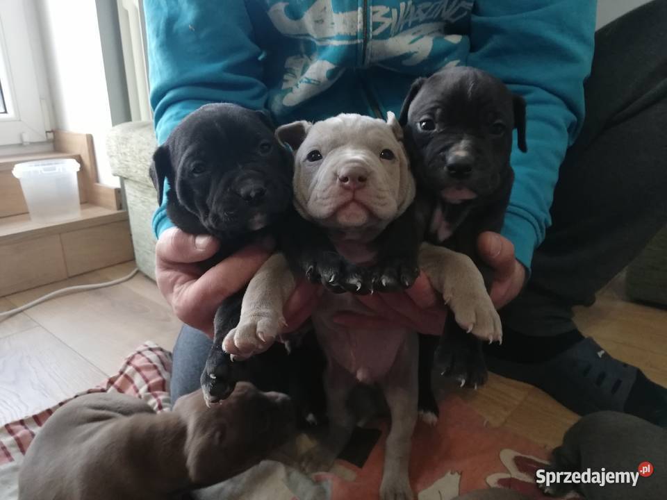 American Pitbull Terier