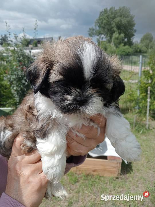 Shih tzu piesek suczka Shih Tzu