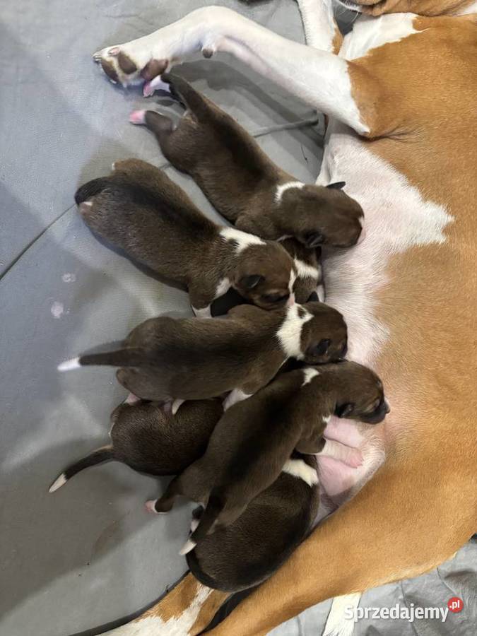 Szczenięta Basenji FCI