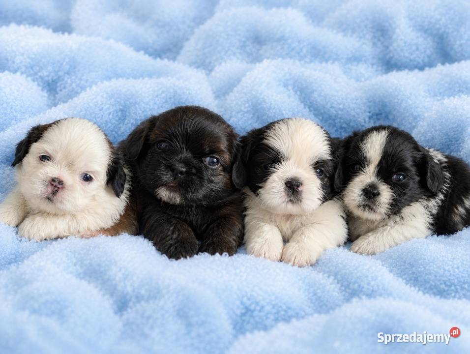 Szczenięta shih tzu z genem blue śląskie Zawiercie