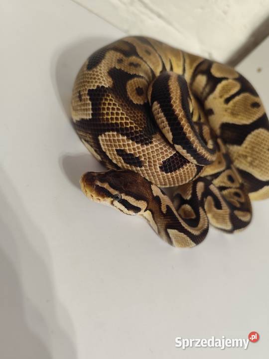 Pytony Królewskie dorosła para Pruszków