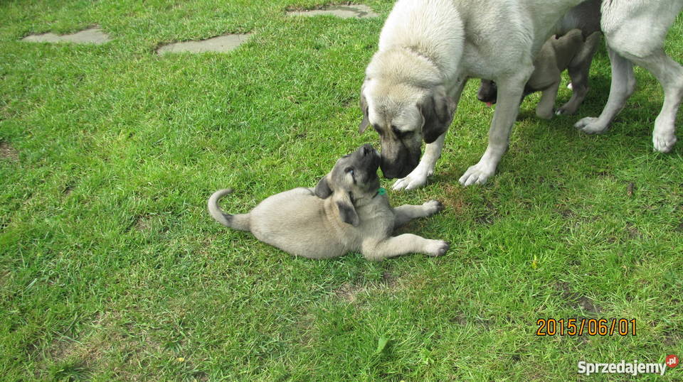 Owczarek Anatolijski szczenięta niska Kostrzyn