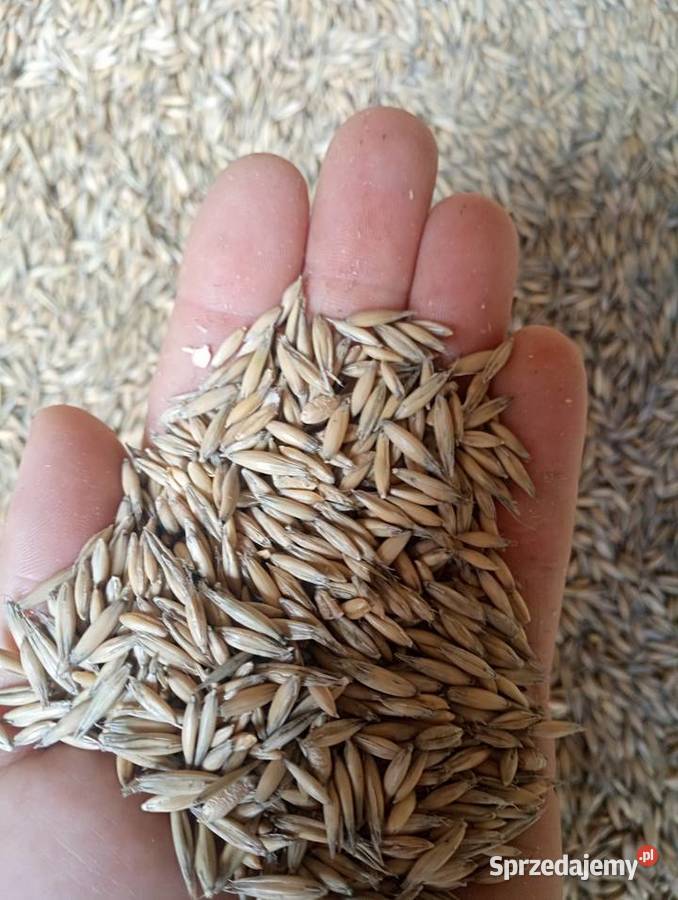 Owies sprzedam Pińczyce