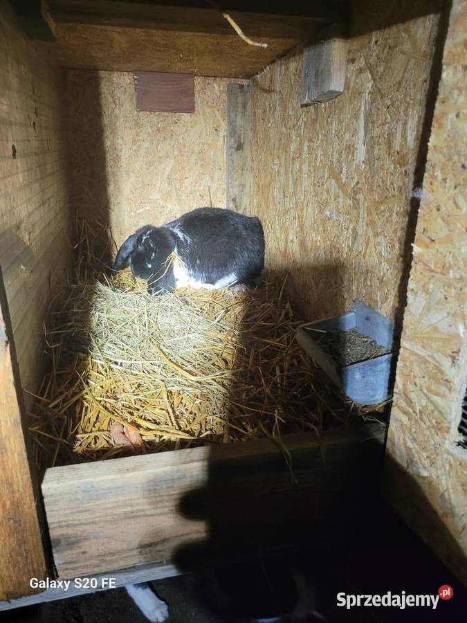 Barany francuskie Żłobizna