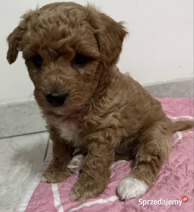 Piesek bichpoo bichon frise pudel toy nie Warszawa